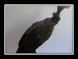 Sęp Vultur cinereus - eksponat 200 letni - przed renowacją.