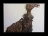 Sęp Vultur cinereus - eksponat 200 letni - przed renowacją 