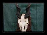 Eland - czaszka na desce